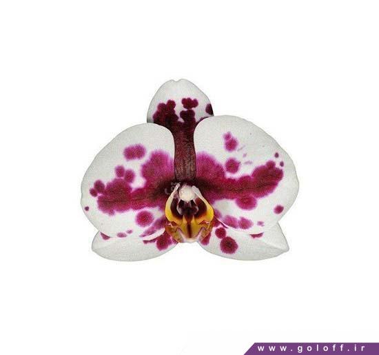 گل ارکیده فالانوپسیس مورسیا - Phalaenopsis Orchid | گل آف